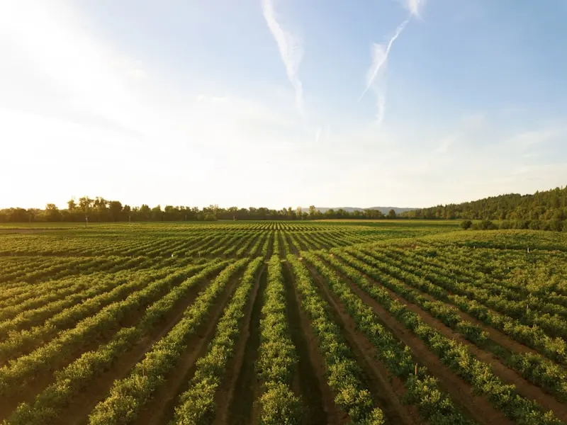 Precision agriculture field under open sky
